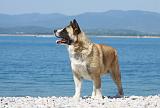 AKITA AMERICAIN 231